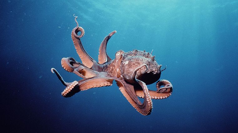 осьминоги, под водой, моллюски, Cephalopod - обои на рабочий стол