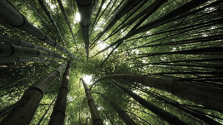 леса, бамбук - обои на рабочий стол