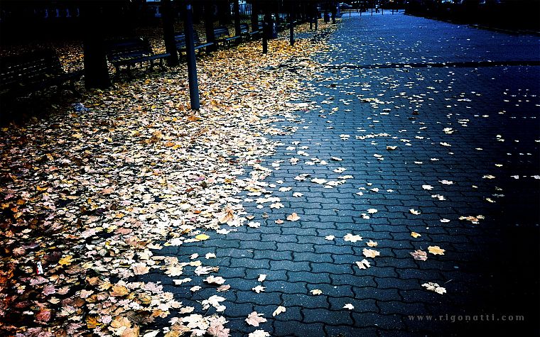 осень, листья, опавшие листья - обои на рабочий стол