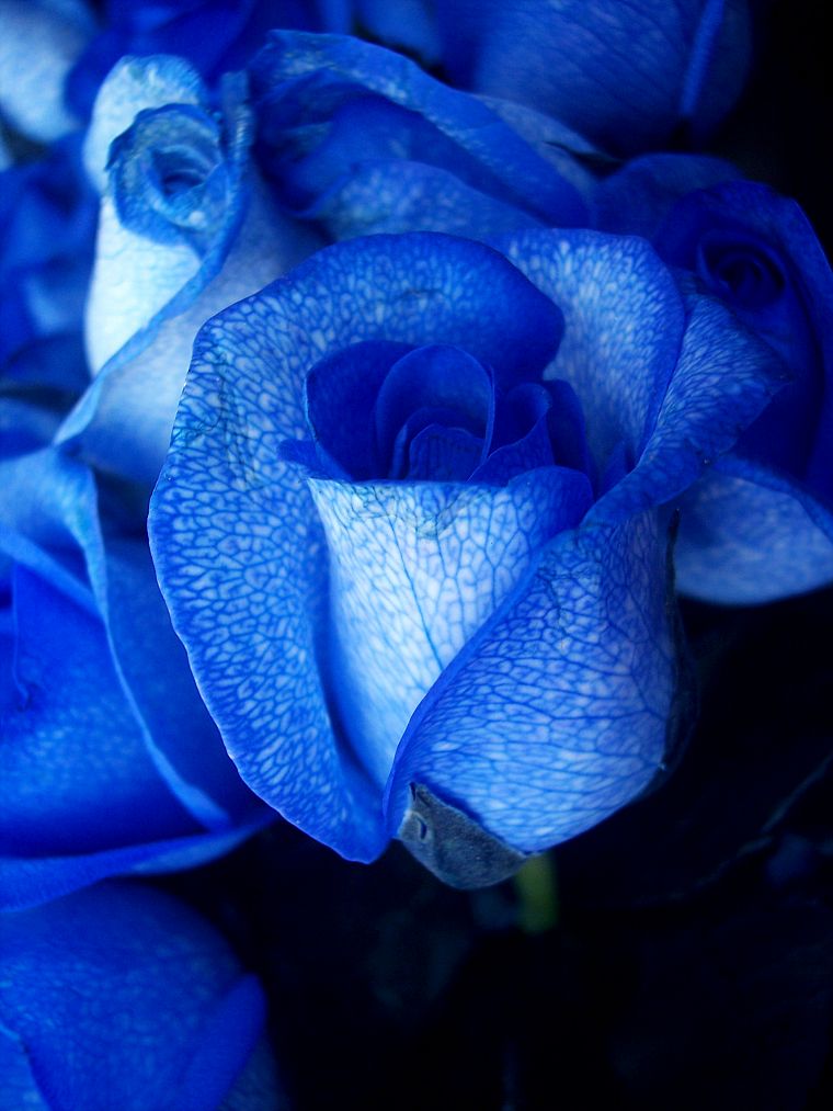 розы, Голубая роза, синие цветы - обои на рабочий стол