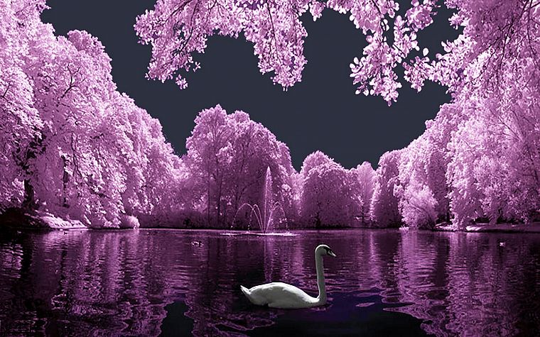 птицы, фиолетовый, цвета, лебеди, озера - обои на рабочий стол