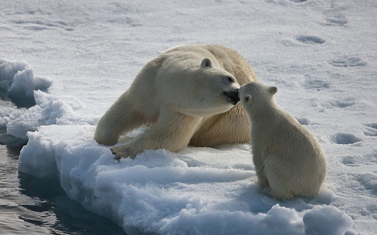 лед, животные, белые медведи - обои на рабочий стол