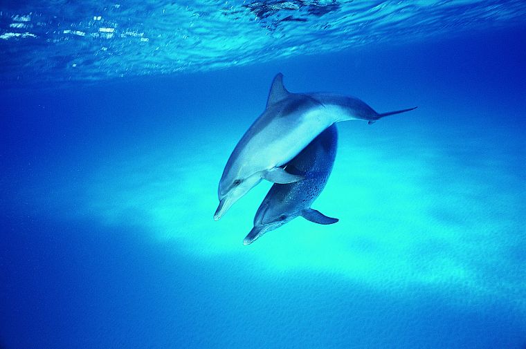 дельфины - обои на рабочий стол