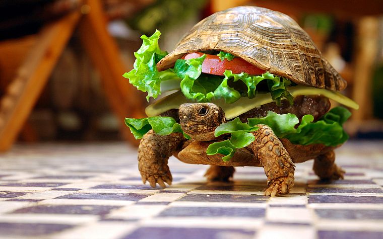 бутерброды, смешное, черепахи, гамбургеры, фотомонтаж - обои на рабочий стол