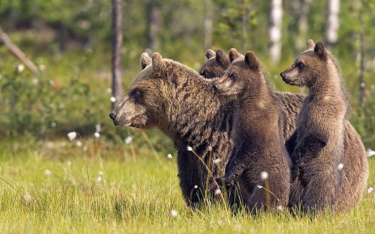 животные, живая природа, медведи - обои на рабочий стол