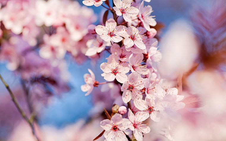 природа, вишни в цвету, цветы, глубина резкости, розовые цветы - обои на рабочий стол