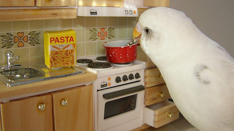 птицы, японский, кулинария, спагетти - обои на рабочий стол