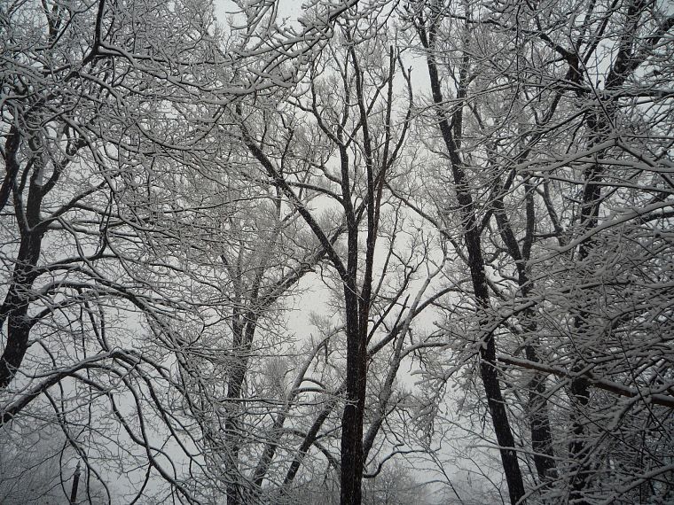 зима, снег, деревья, погода, Канада - обои на рабочий стол