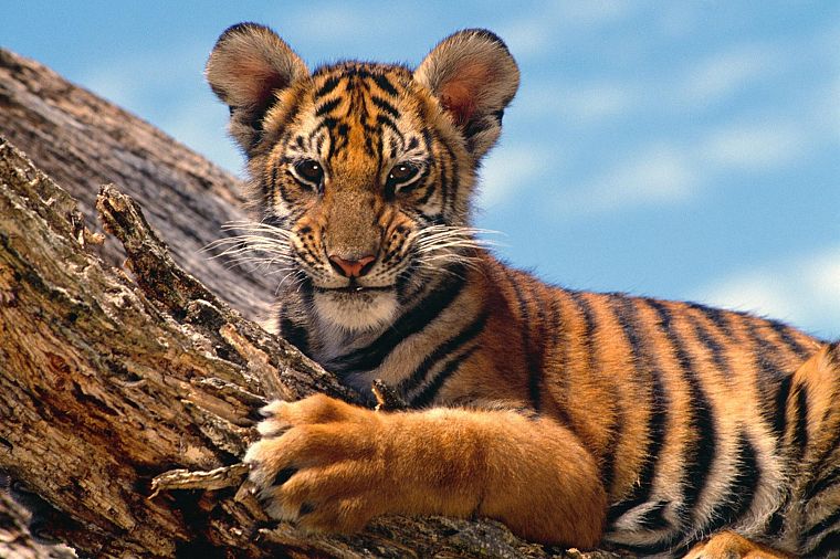 природа, животные, тигры - обои на рабочий стол