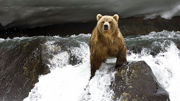 животные, медведи, реки - обои на рабочий стол