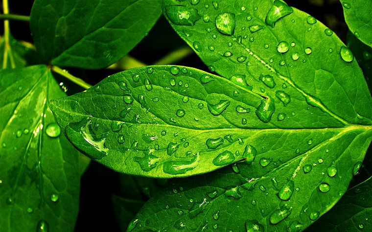зеленый, природа, дождь, листья, растения, капли воды, роса - обои на рабочий стол