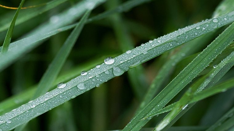 зеленый, природа, дождь, трава, капли воды, макро - обои на рабочий стол