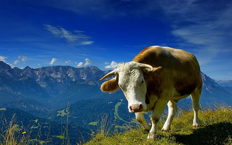 животные, коровы - обои на рабочий стол