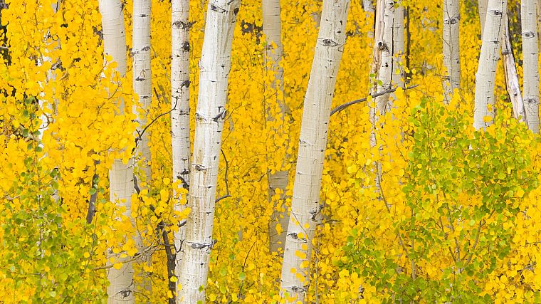горы, природа, деревья, леса, листья, скалы, на открытом воздухе, золотой, Колорадо - обои на рабочий стол
