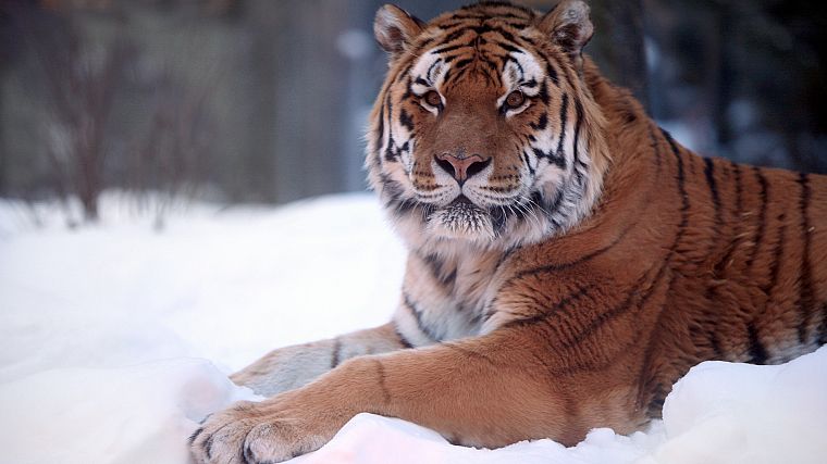 животные, тигры, живая природа - обои на рабочий стол