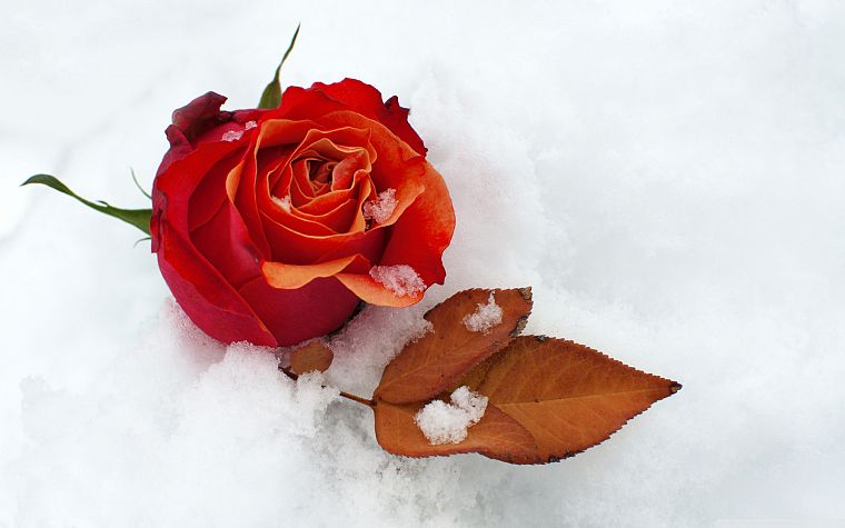 природа, зима, снег, цветы, розы - обои на рабочий стол