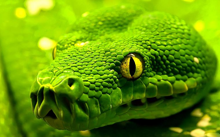 зеленый, змеи - обои на рабочий стол