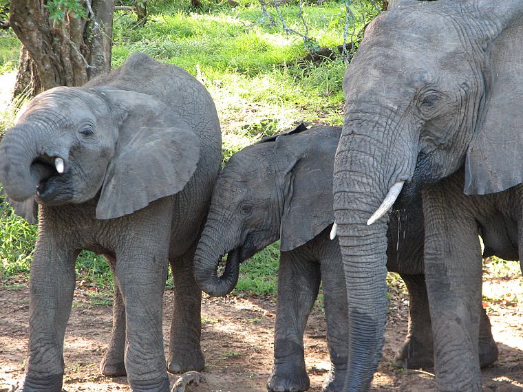 животные, Индия, слоны, слоненок, ребенок животных - обои на рабочий стол