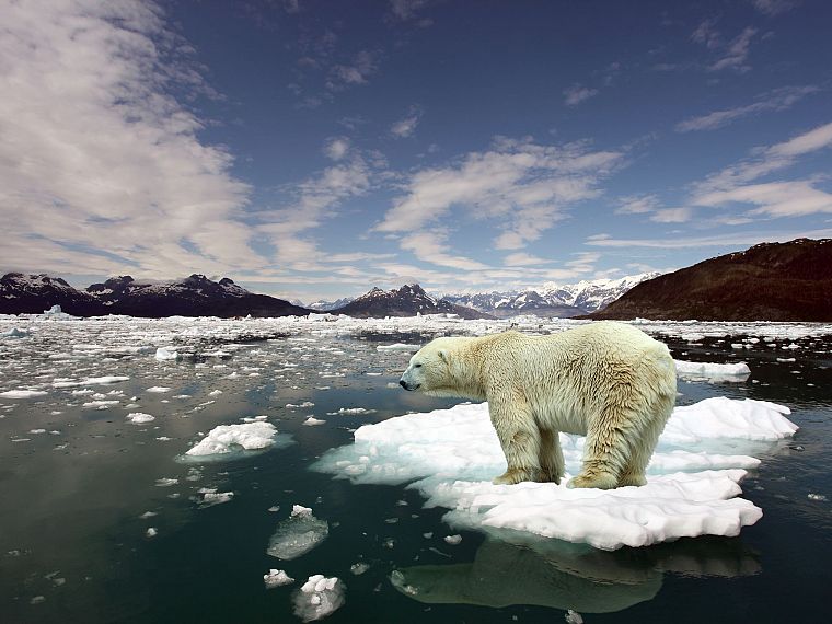 лед, животные, арктический, плавучие острова, белые медведи - обои на рабочий стол