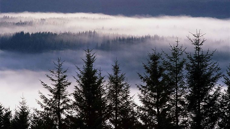 Гарри, туман, Шотландия, горная местность - обои на рабочий стол