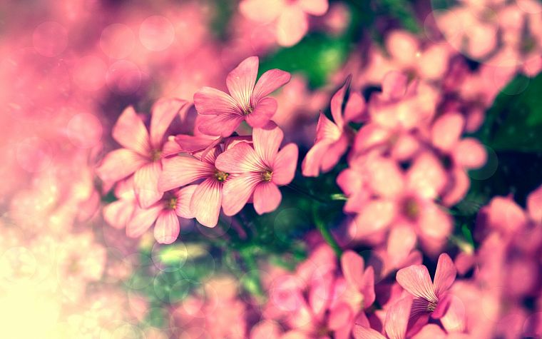 природа, цветы, розовый цвет - обои на рабочий стол