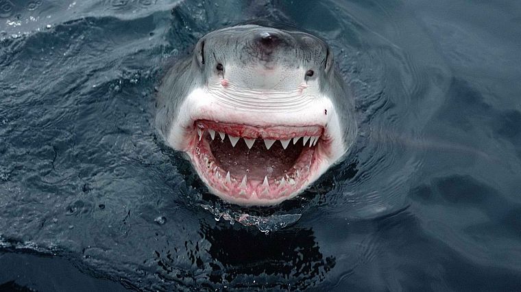 акулы, Южная Австралия, большая белая акула - обои на рабочий стол