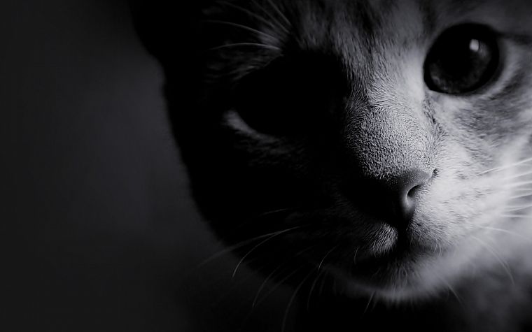 черно-белое изображение, кошки, животные, котята - обои на рабочий стол