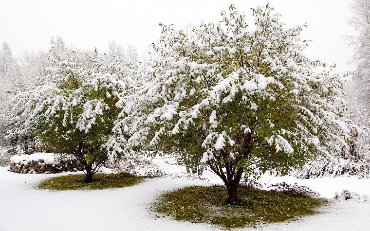 снег, деревья - обои на рабочий стол
