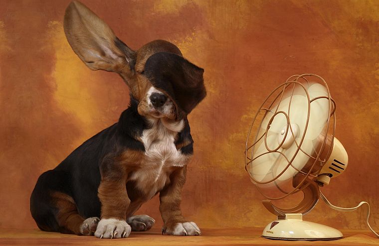 животные, собаки, смешное, вентиляторы - обои на рабочий стол