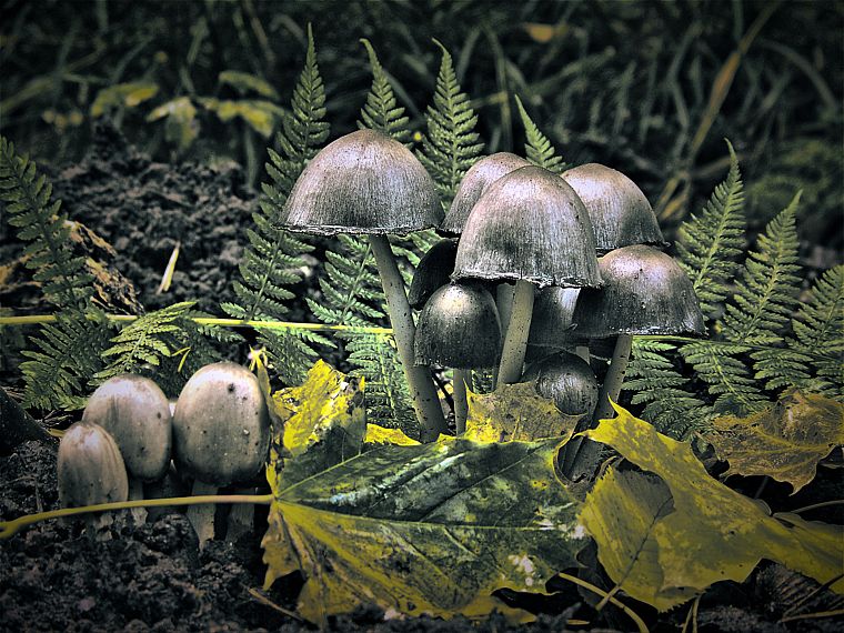 природа, грибы - обои на рабочий стол