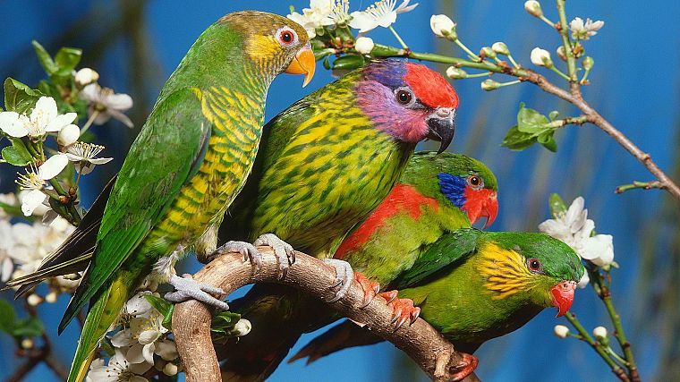 многоцветный, птицы, попугаи - обои на рабочий стол