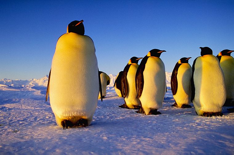 лед, пингвины - обои на рабочий стол