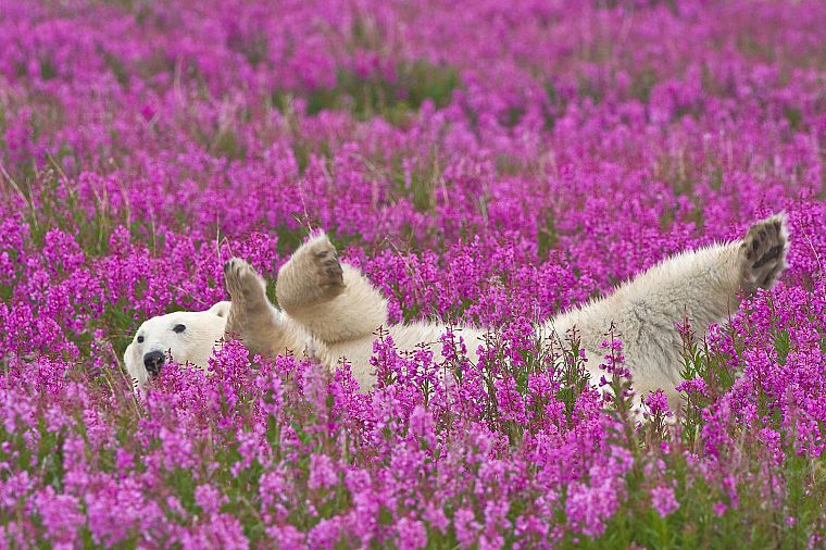 цветы, животные, белые медведи, розовые цветы - обои на рабочий стол