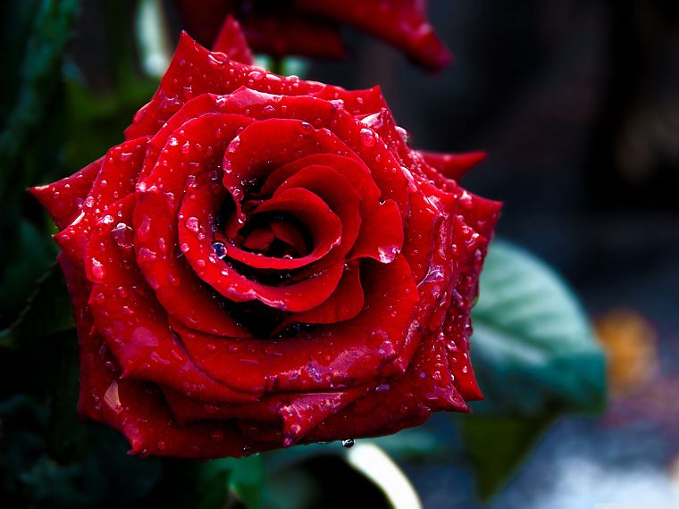 красный цвет, цветы, макро, розы - обои на рабочий стол