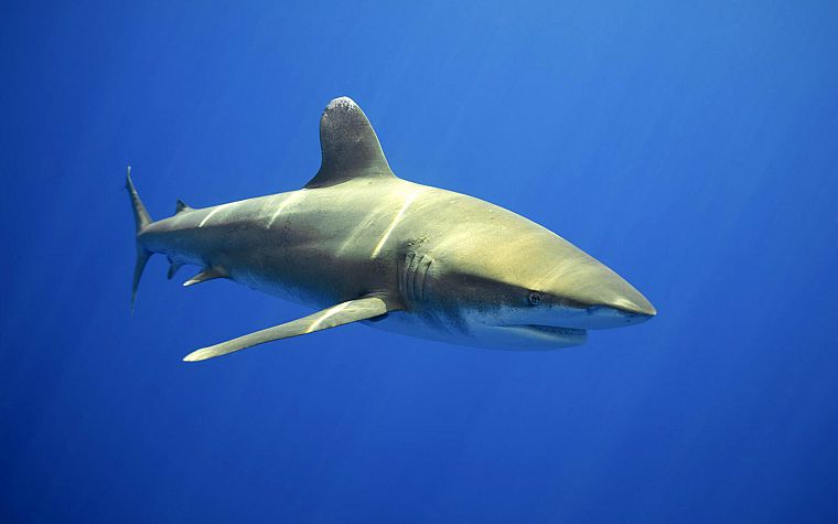 акулы, море - обои на рабочий стол
