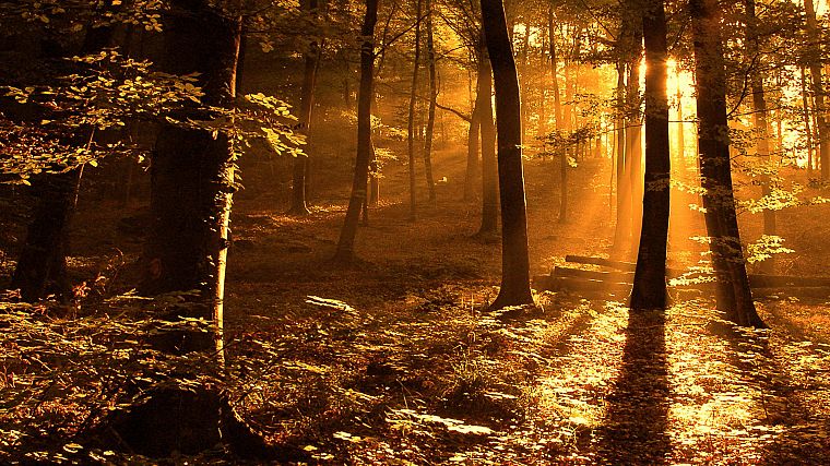 свет, природа, Солнце, деревья, осень, леса, оранжевый цвет, леса, солнечный свет - обои на рабочий стол