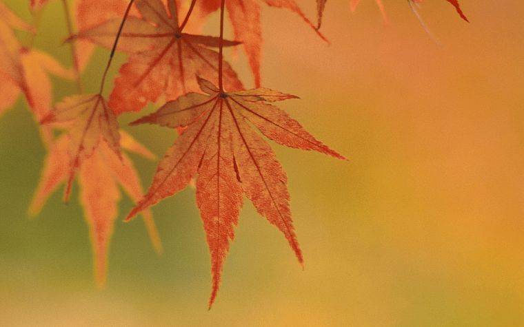 осень, листья - обои на рабочий стол