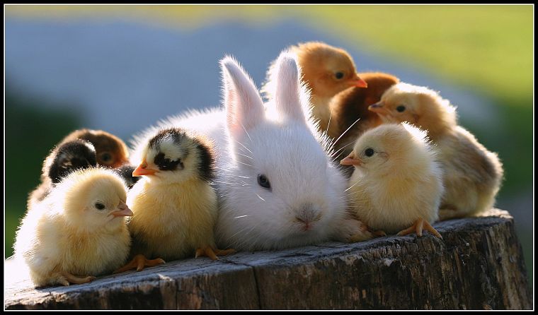 животные, кролики, птенцы - обои на рабочий стол