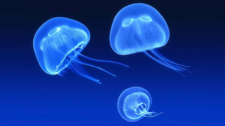 синий, медуза, монохромный - обои на рабочий стол