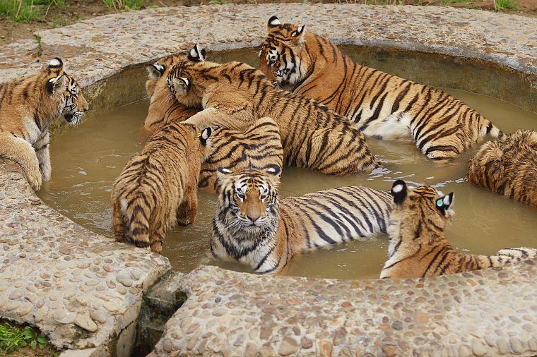 животные, тигры, пруды - обои на рабочий стол