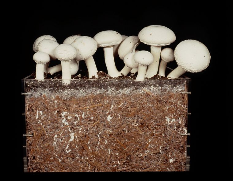 грибы - обои на рабочий стол