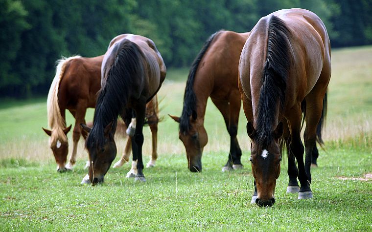животные, лошади - обои на рабочий стол