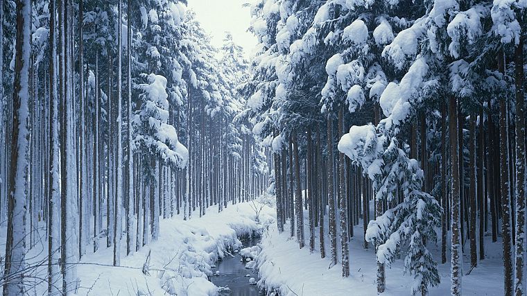 пейзажи, зима, деревья, HDR фотографии - обои на рабочий стол