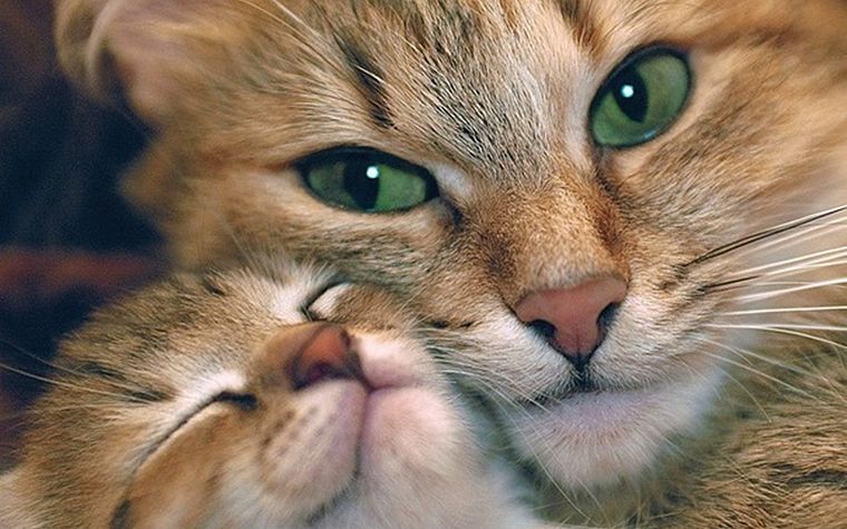 Обои котенок фото - Скачать бесплатные картинки