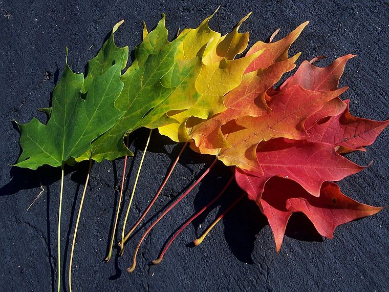 многоцветный, листья, спектр, макро - обои на рабочий стол
