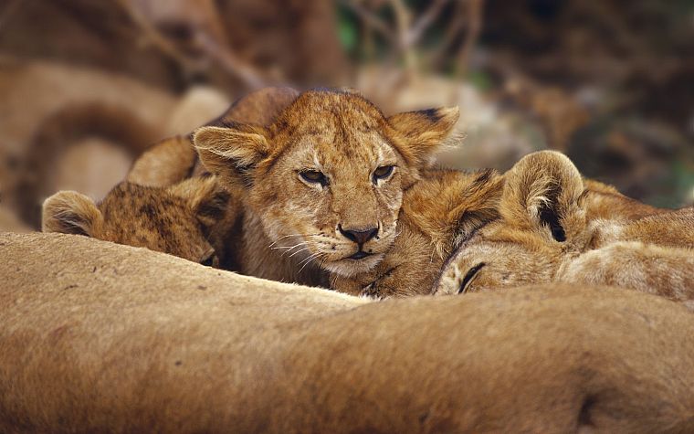 животные, львы, ребенок животных - обои на рабочий стол