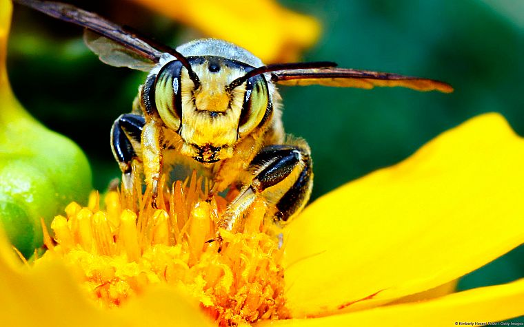 желтый цвет, пчелы - обои на рабочий стол