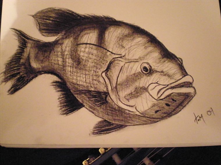 животные, рыба, произведение искусства, рисунки - обои на рабочий стол