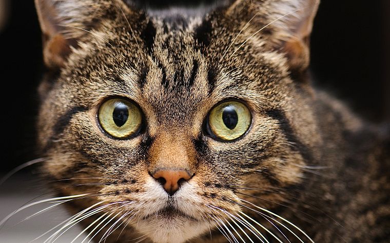 кошки, животные, HDR фотографии - обои на рабочий стол