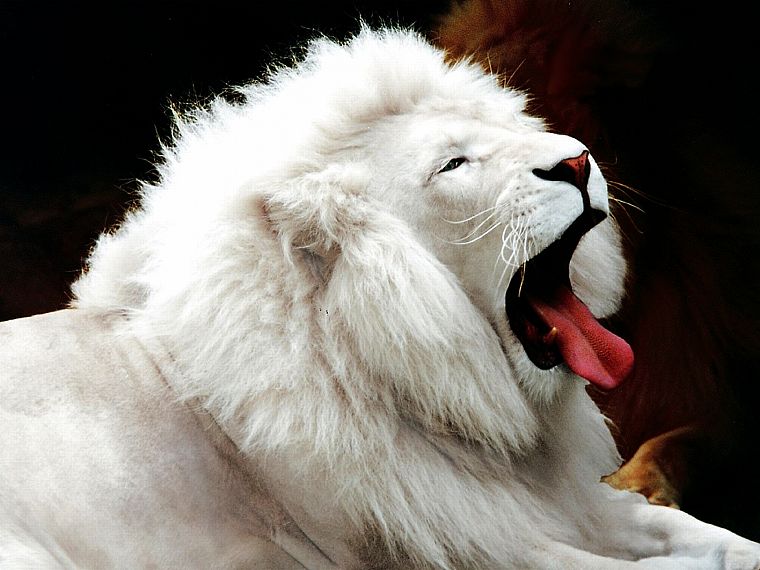 животные, львы, белые львы, Лейкизм - обои на рабочий стол